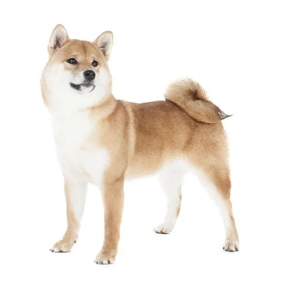 Shiba inu a stúdióban — Stock Fotó