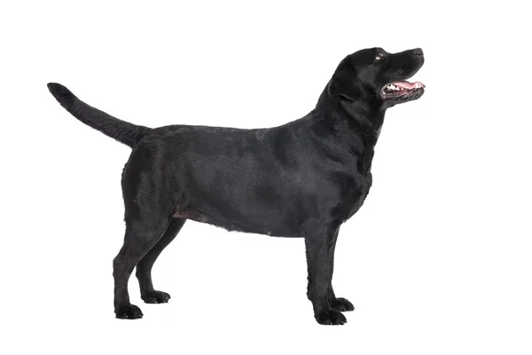 Labrador retriever — Zdjęcie stockowe