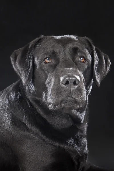 Labrador Retriever auf schwarzem Hintergrund — Stockfoto