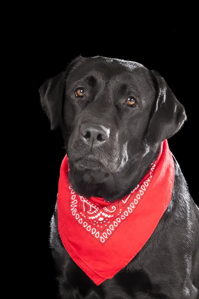 Labrador Retriever sobre fondo negro —  Fotos de Stock