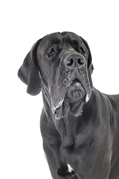 German dog on a white background — Stock Photo, Image