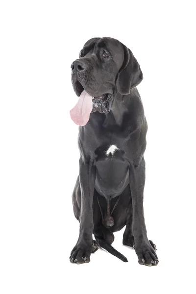 German dog on a white background — Stock Photo, Image