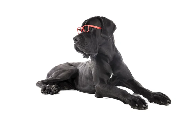 German dog with glasses — Stock Photo, Image
