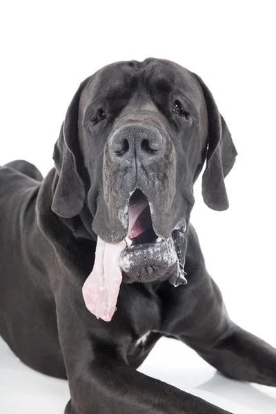 German dog on a white background — Stock Photo, Image