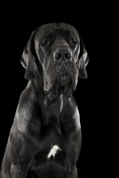 Perro alemán sobre fondo negro —  Fotos de Stock
