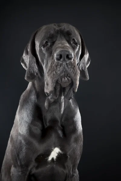 German dog on black background — Stock Photo, Image
