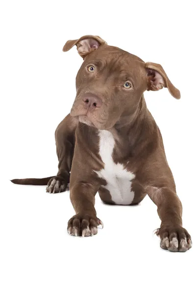 Race de chien pit bull sur un fond blanc en studio — Photo