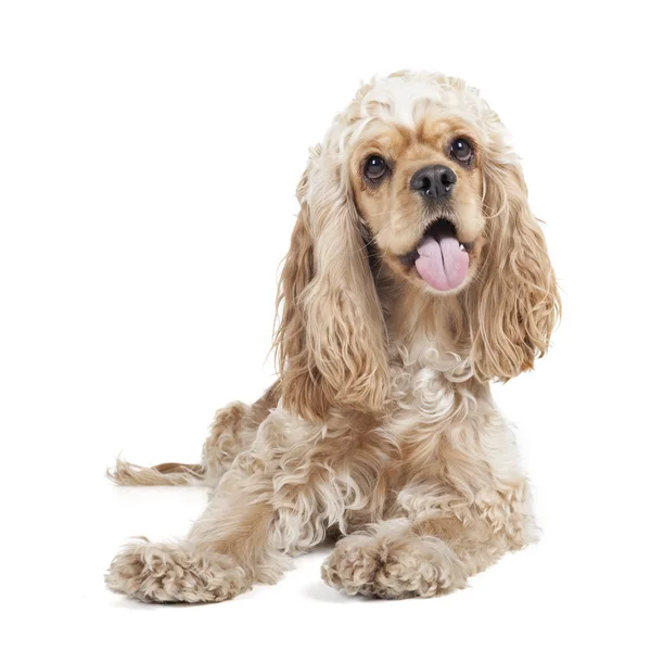 Hondenras cocker spaniel — Stockfoto