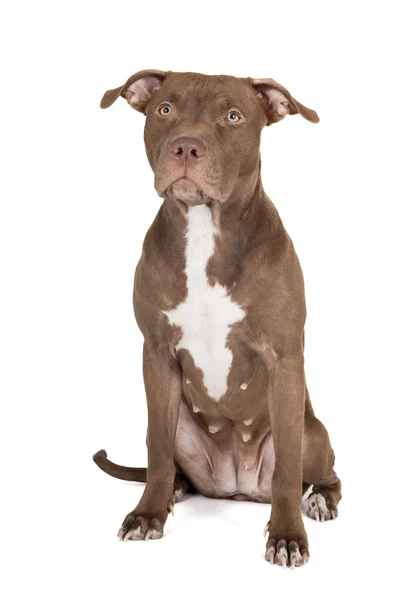Perro raza pit bull —  Fotos de Stock