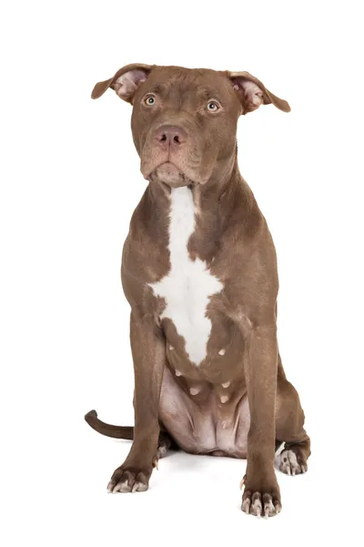 Cane razza pit bull — Foto Stock