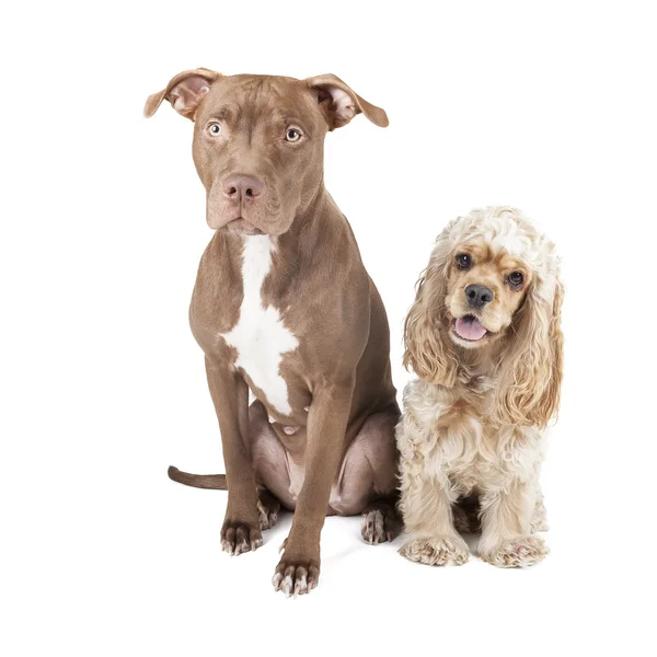 Two dogs (Pit Bull and English Cocker Spaniel) — Stock Photo, Image