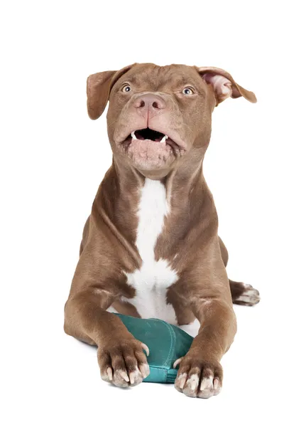 Hunderasse Pitbull schützt Handtasche aggressiv — Stockfoto