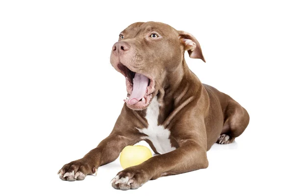 Perro raza pit bull con una manzana — Foto de Stock