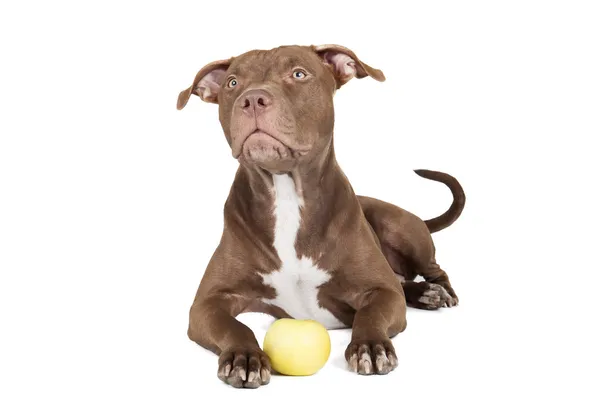Race de chien pit bull avec une pomme — Photo