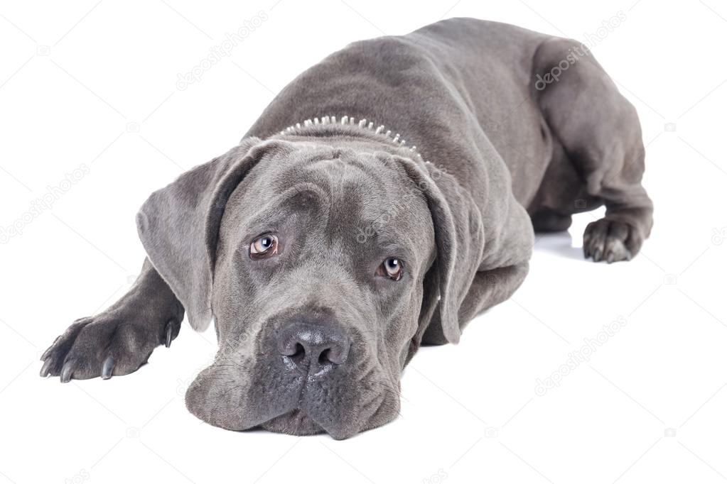 Cane Corso breed dog
