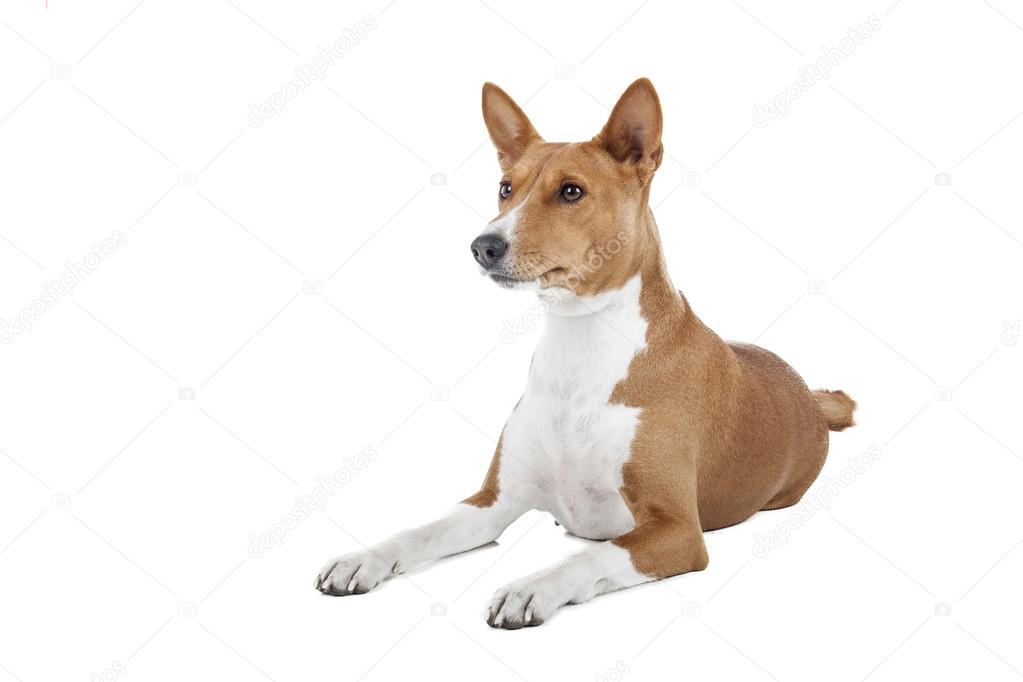 Basenji dog or African Nela