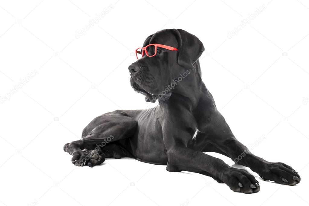 German dog with glasses
