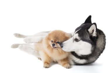 iki köpek (siberian dış yapraklar ve pomeranian) sarılma