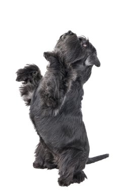 köpek (schnauzer) dansları