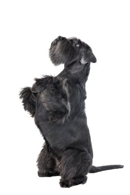 köpek (schnauzer) dansları