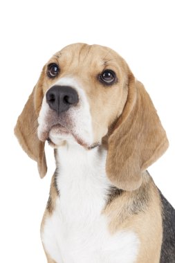 Beagle köpek portre