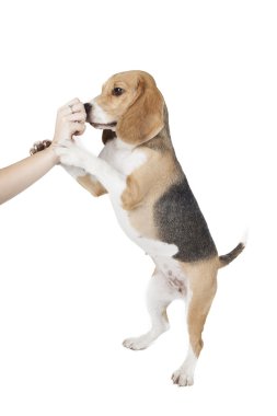 Beagle köpek el ile oynuyor