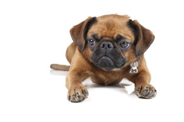 Beyaz bir arka planda Studio Petit brabant