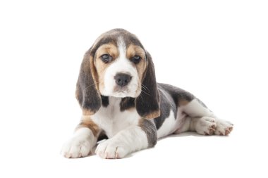 Beagle köpek yavrusu