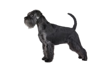 Schnauzer ayakta