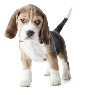Beagle köpek yavrusu