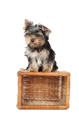 Yorkshire terrier baske üzerinde
