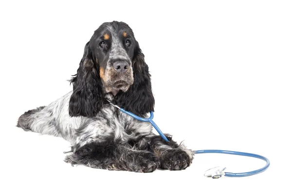 Dog with a stethoscope — Stock Photo, Image