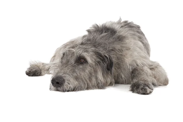 Irish Wolfhound — Stock Photo, Image