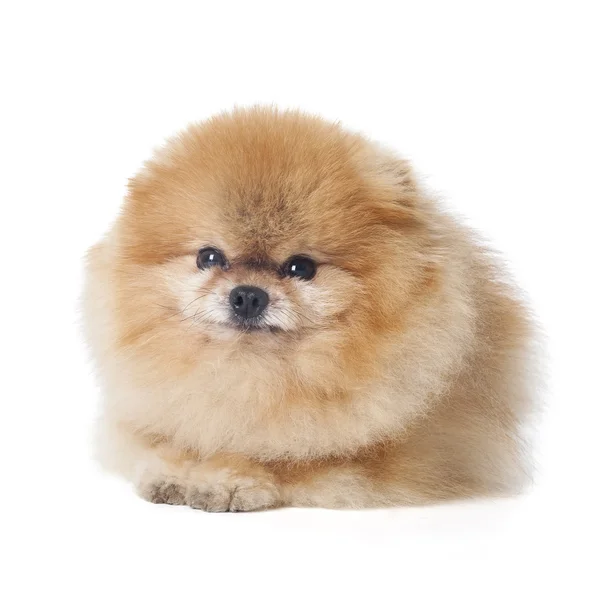 Pomeranian köpek doğurmak — Stok fotoğraf