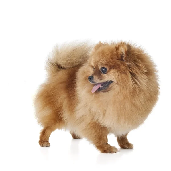 Raça cão pomeranian — Fotografia de Stock