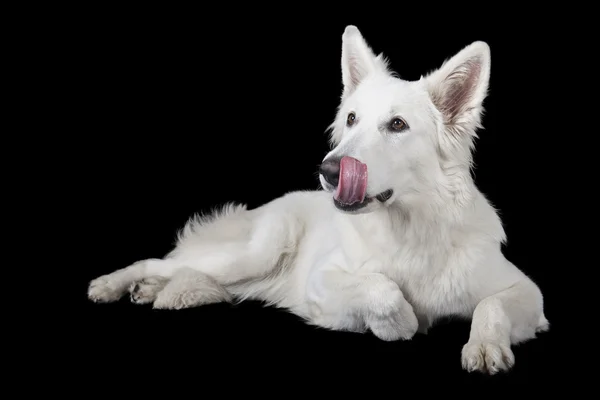 Hunderasse weißer Schweizer Schäferhund — Stockfoto