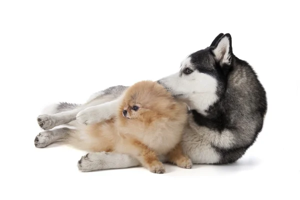 Zwei Hunde (sibirischer Husky und Pommerscher) schmusen — Stockfoto
