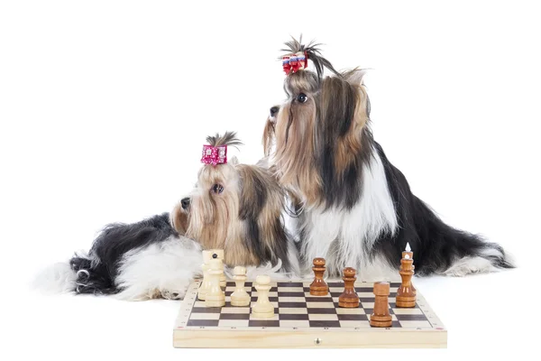 Yorkshire terriers están jugando ajedrez —  Fotos de Stock