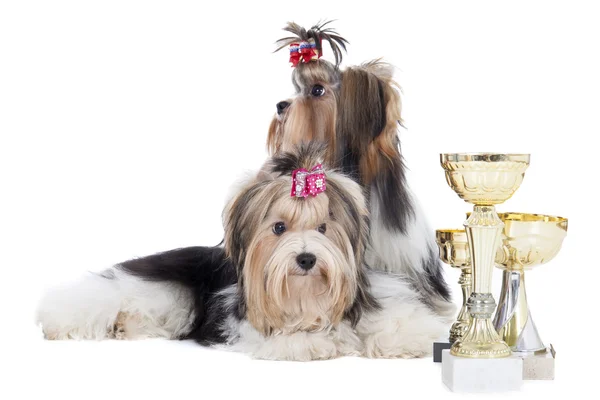 iki köpek doğurmak yorkshire Terrier bardak