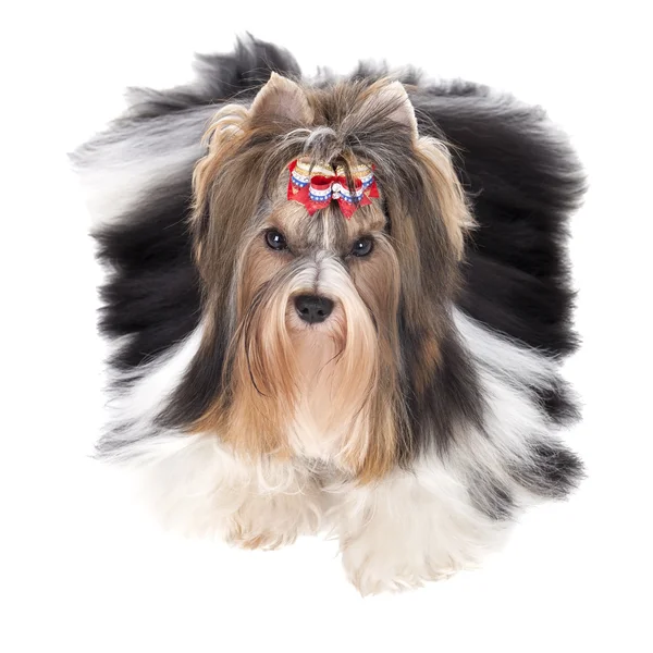 Biewer-Yorkshire terrier — Stock Photo, Image
