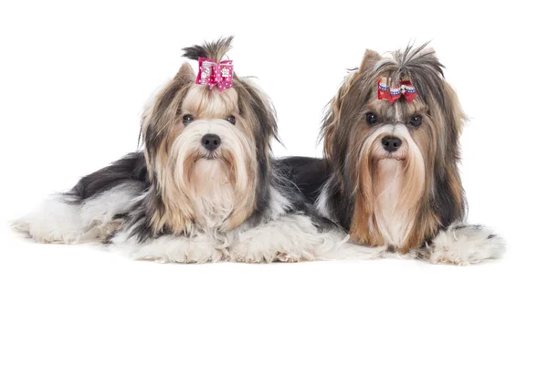 biewer-yorkshire terrier