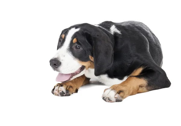 Großer Schweizer Sennenhund — Stockfoto