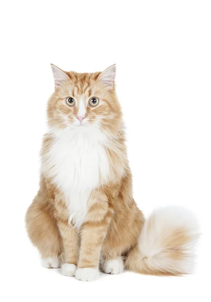 西伯利亚猫 （布哈拉猫) — 图库照片