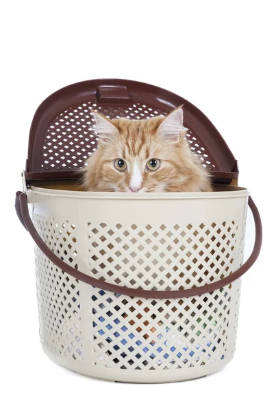 Puss in carrying — Stock Photo, Image