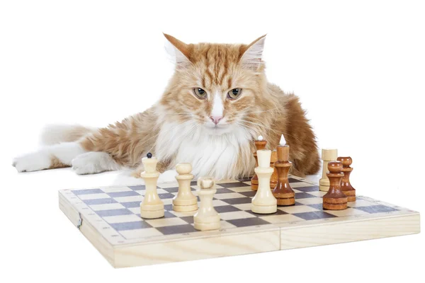 Cat playing chess — Stock Photo, Image