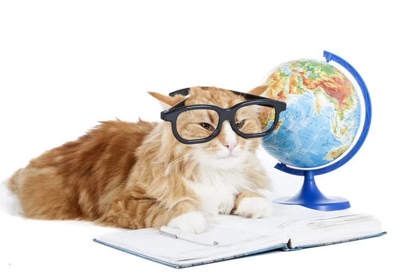 Cat in glasses with a globe — Stock Photo, Image