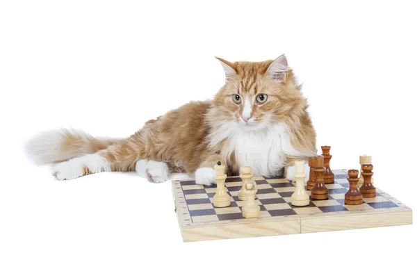 Cat playing chess — Stock Photo, Image