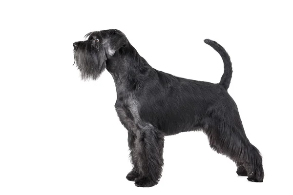 Schnauzer stående - Stock-foto