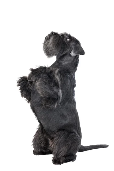 Собака (Шнауцер) танцует — стоковое фото