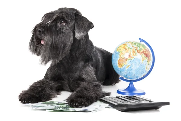Hund mit Globus — Stockfoto